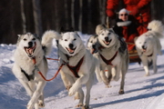 Huskysafari