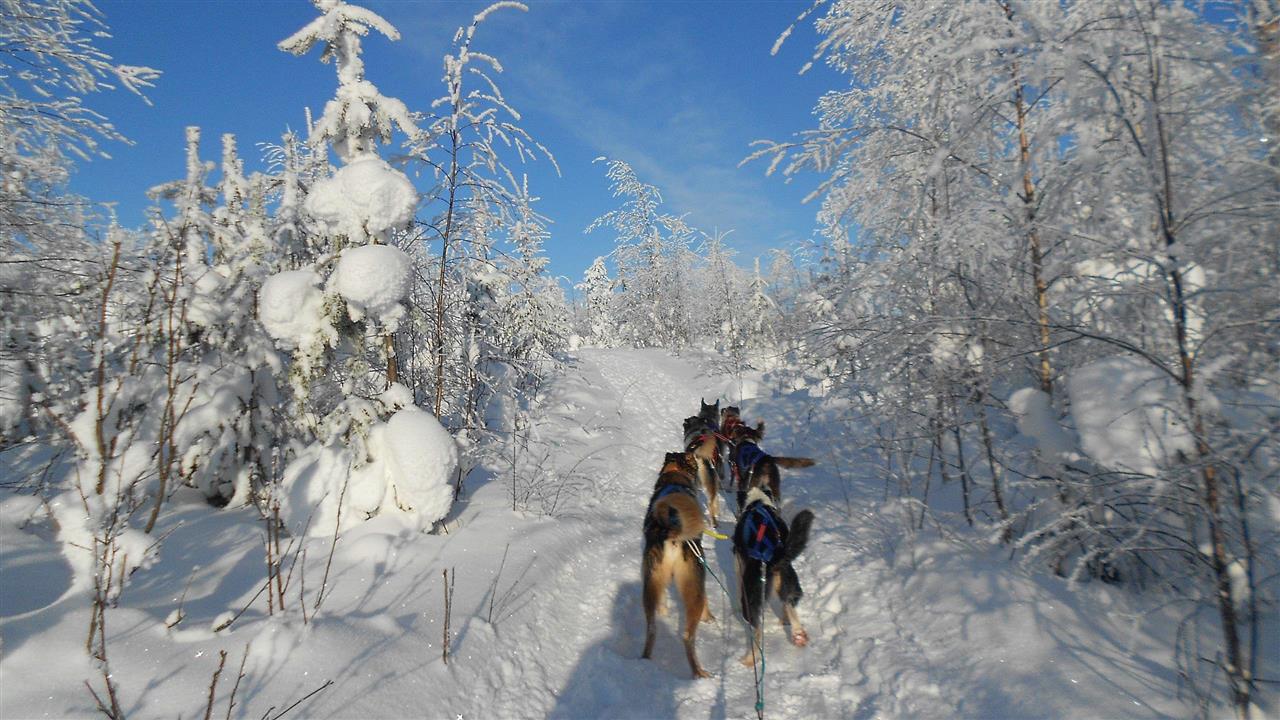 Mit den Hunden auf Tour