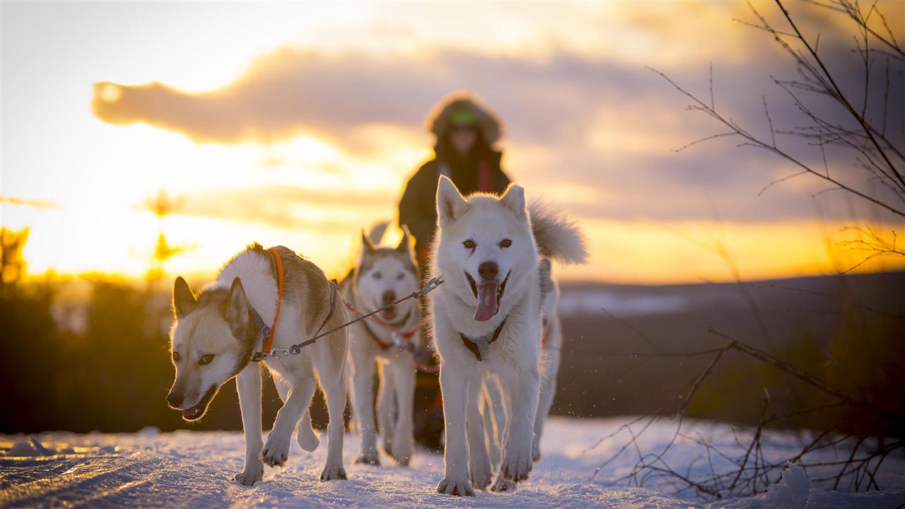 Die Huskys in Granö Beckasin