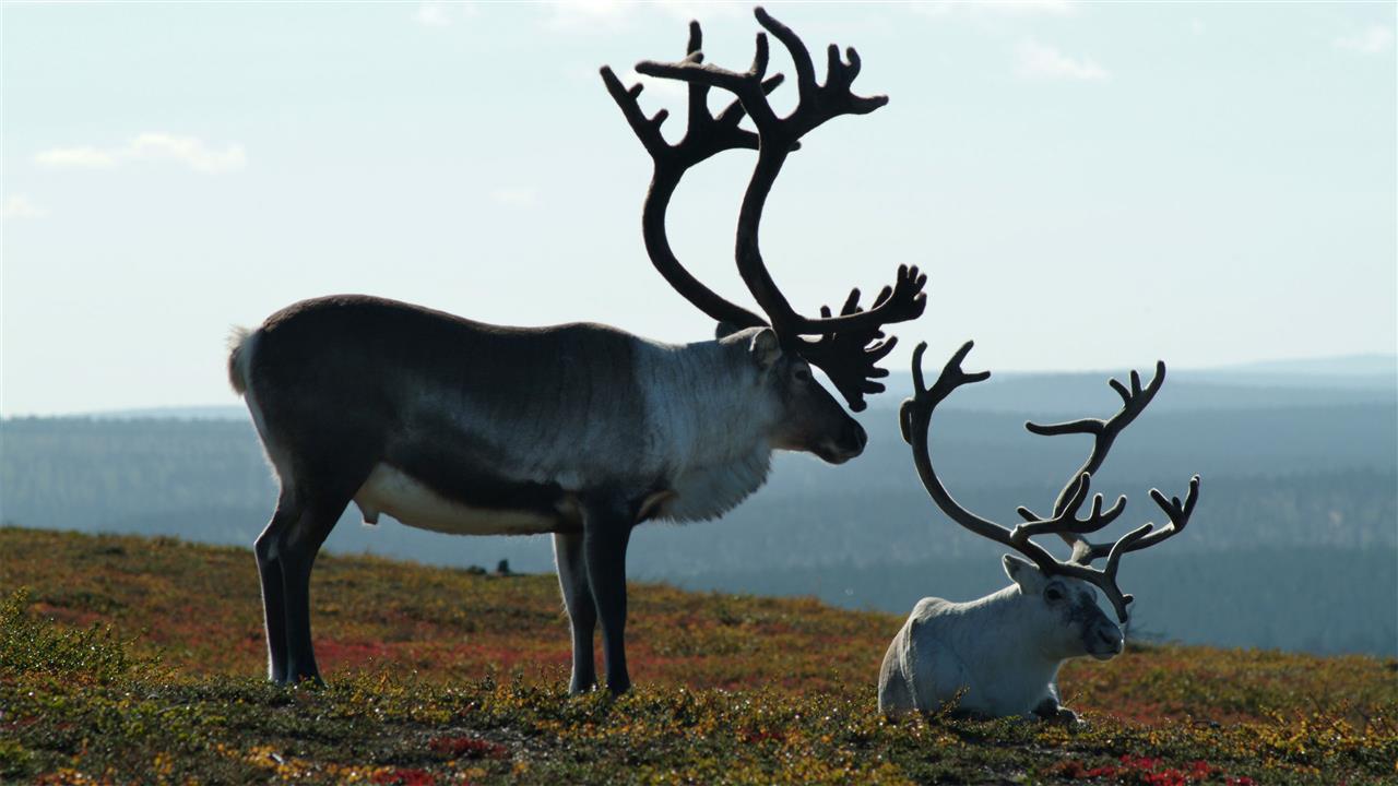 Rentiere in Finnisch Lappland