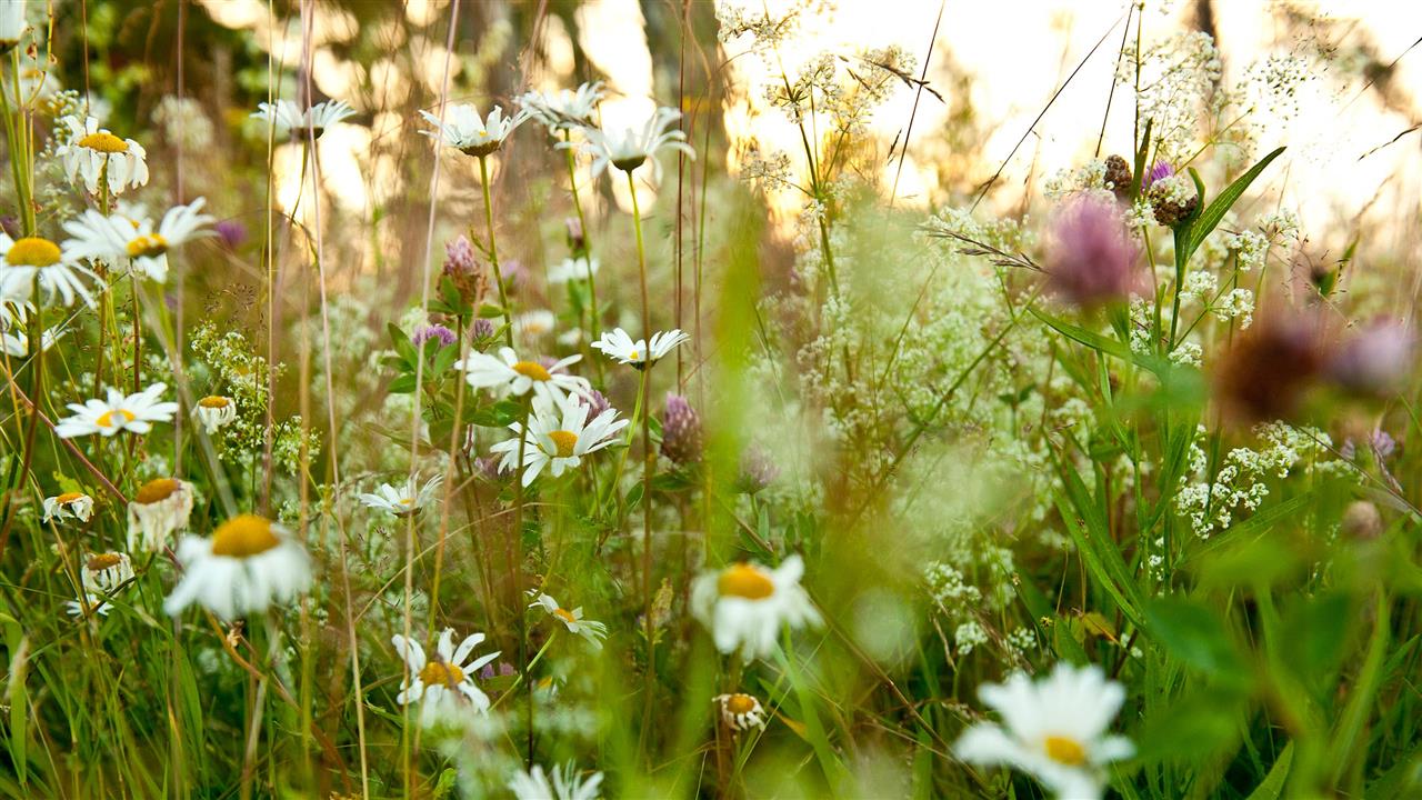 Skandinavische Blumengrüße