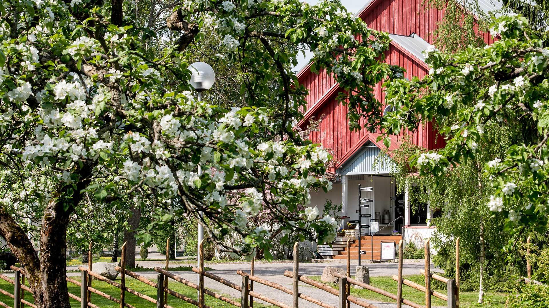 Obstbaumblüte vor dem Hotelli Krapi