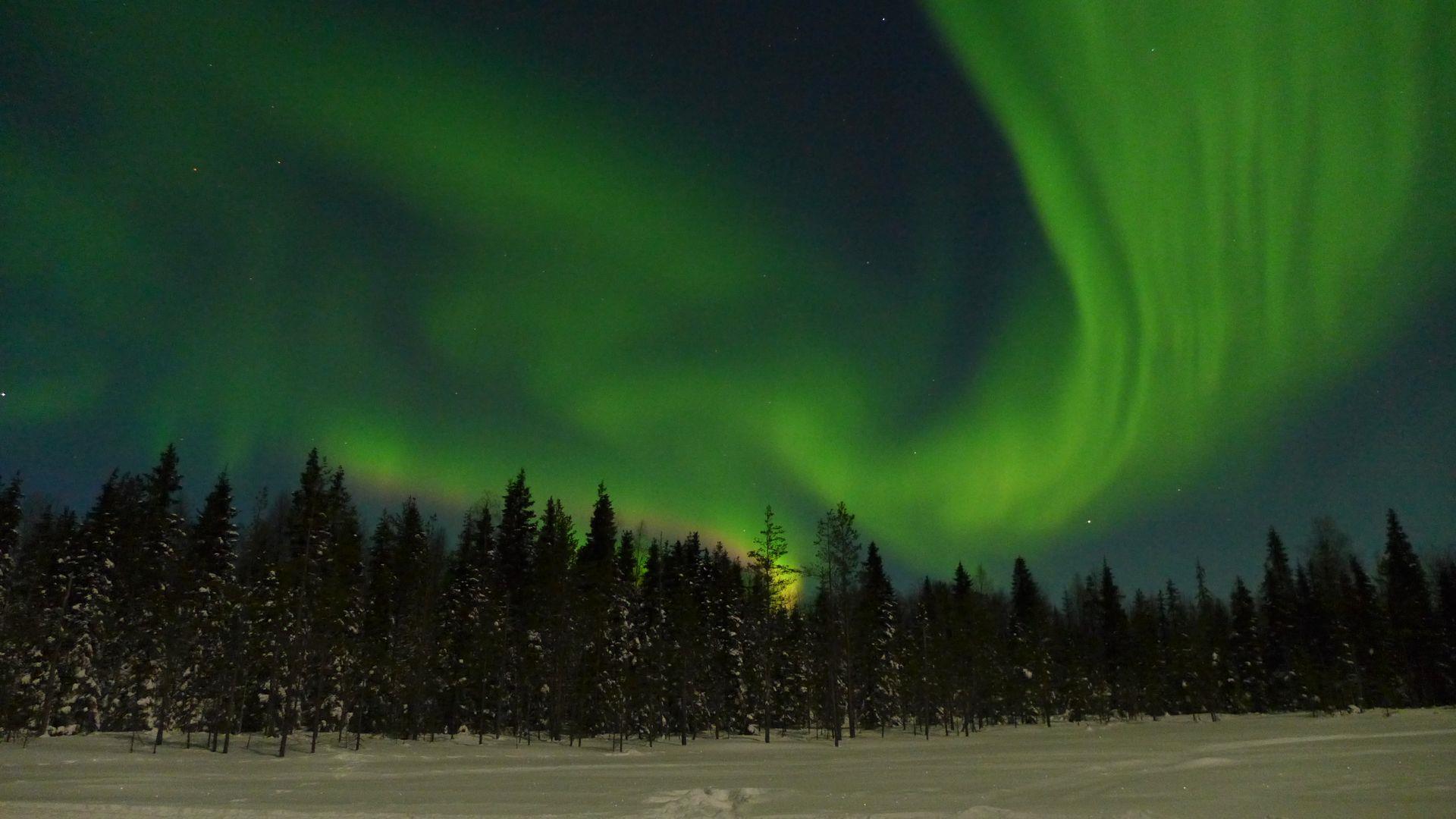 Nordlicht über den Wäldern