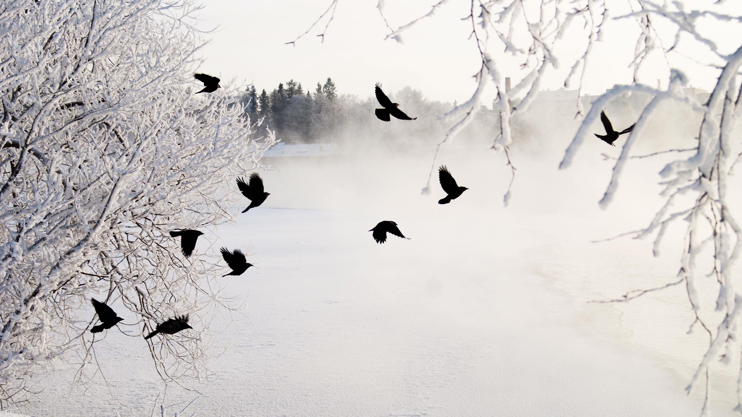 Wintervögel