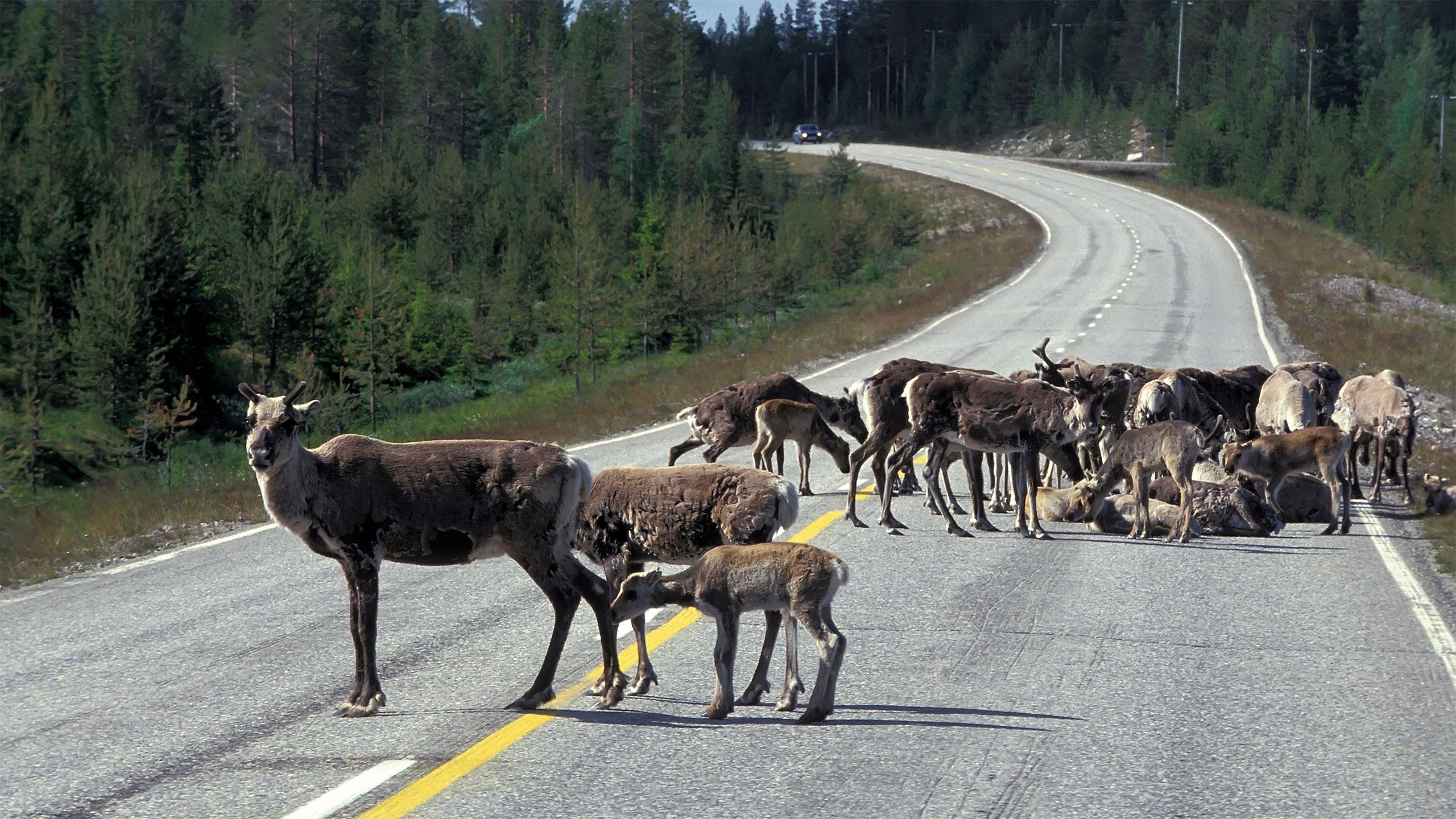 Auf Lapplands Straßen