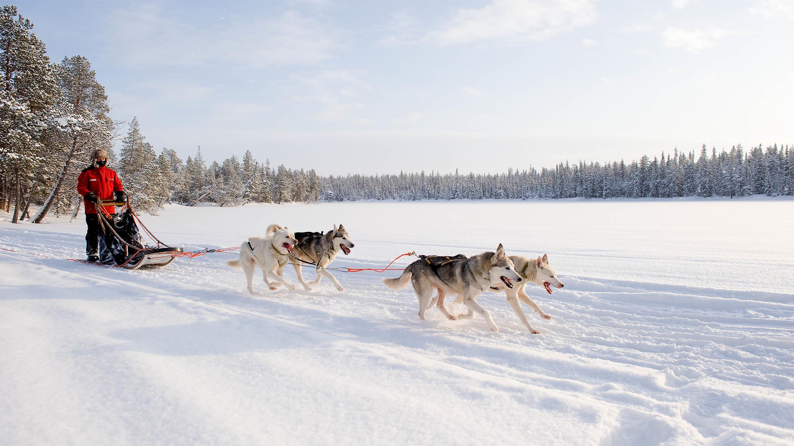 Mit den Huskies durch die Kälte