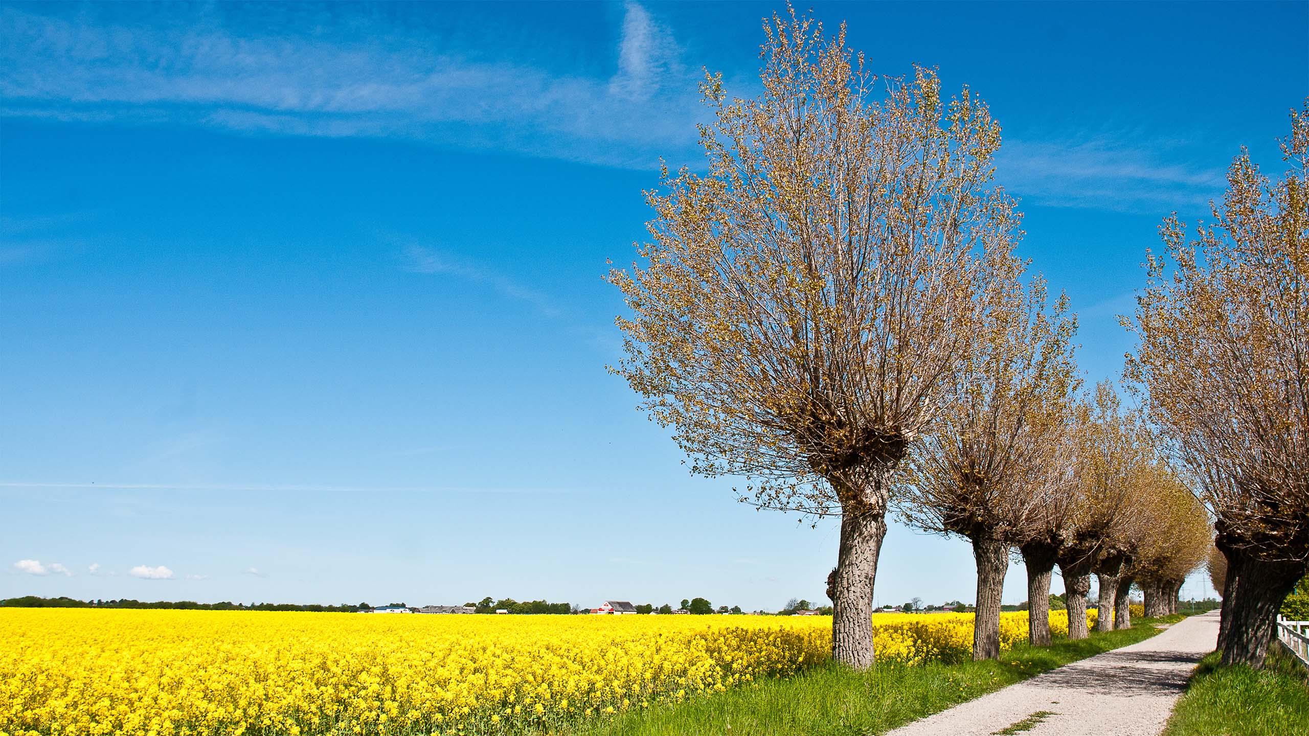 Zur Rapsblüte in Skåne