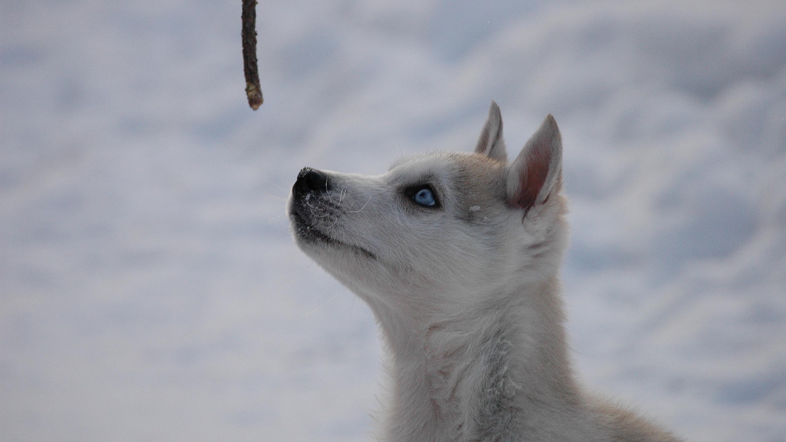 Husky im Schnee