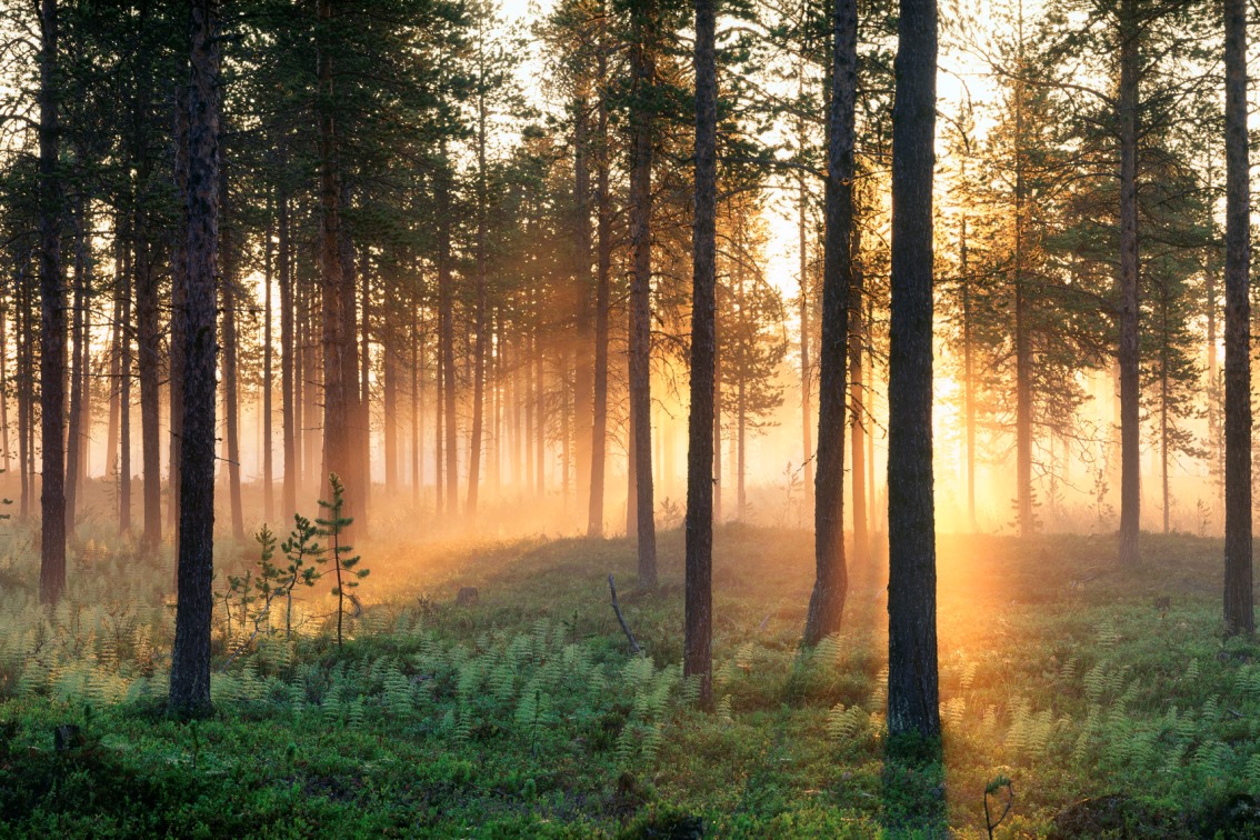 Mitternachtssonne © Tomas Utsi/imagebank.sweden.se