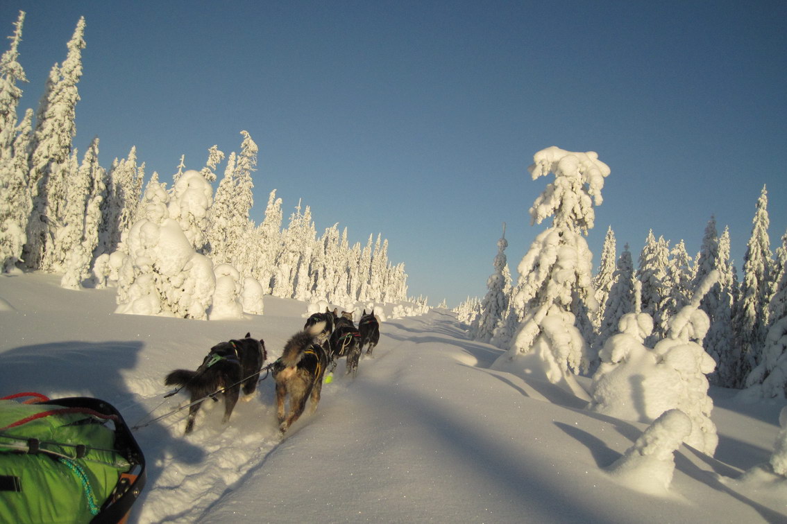 Huskygespann auf unberührtem Track