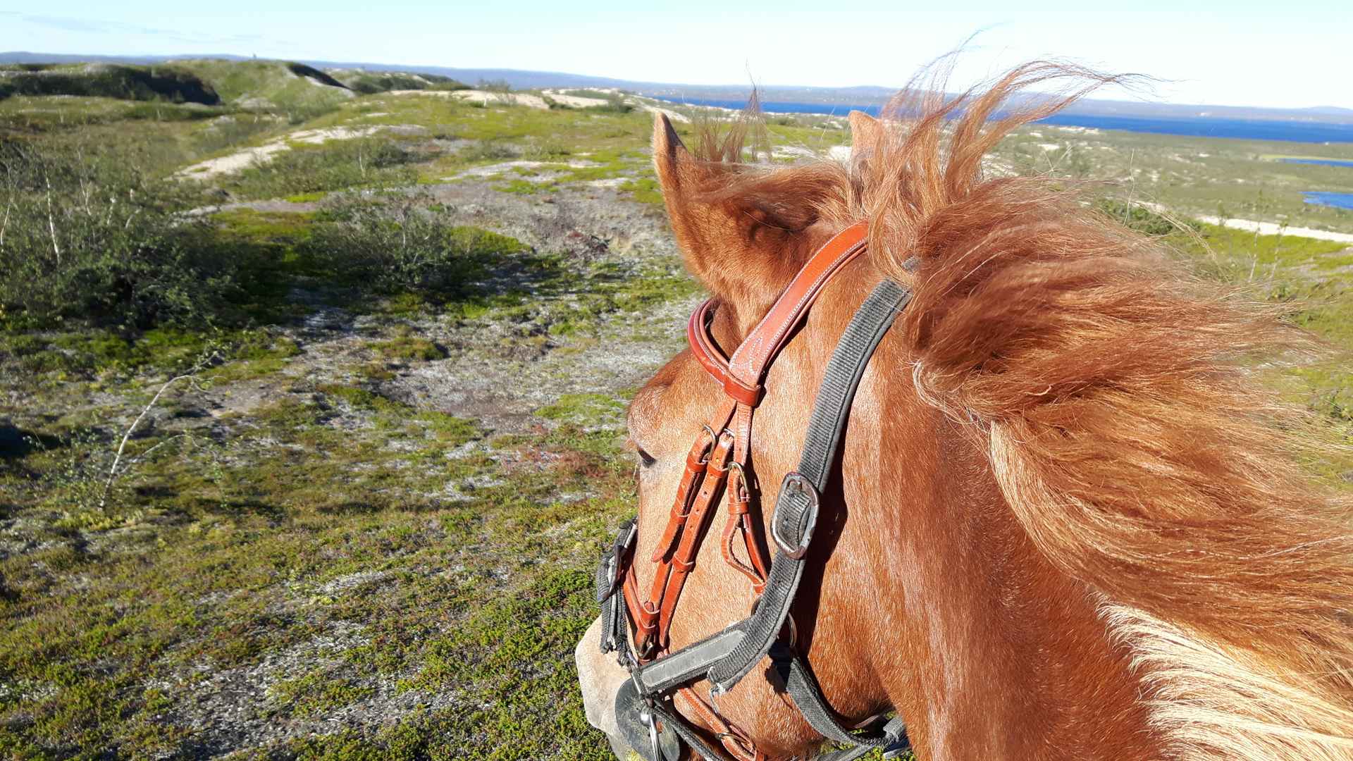 Auf dem Pferderücken durch Lappland