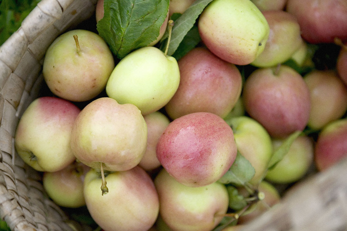 Newly harvested apples in basket