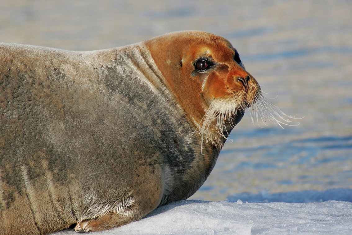 Seal in Kongsfjorden, Spitsbergen