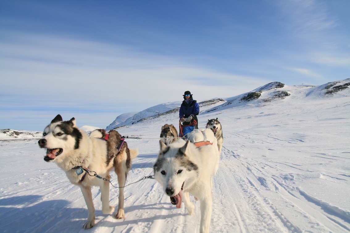 Huskys in voller Fahrt