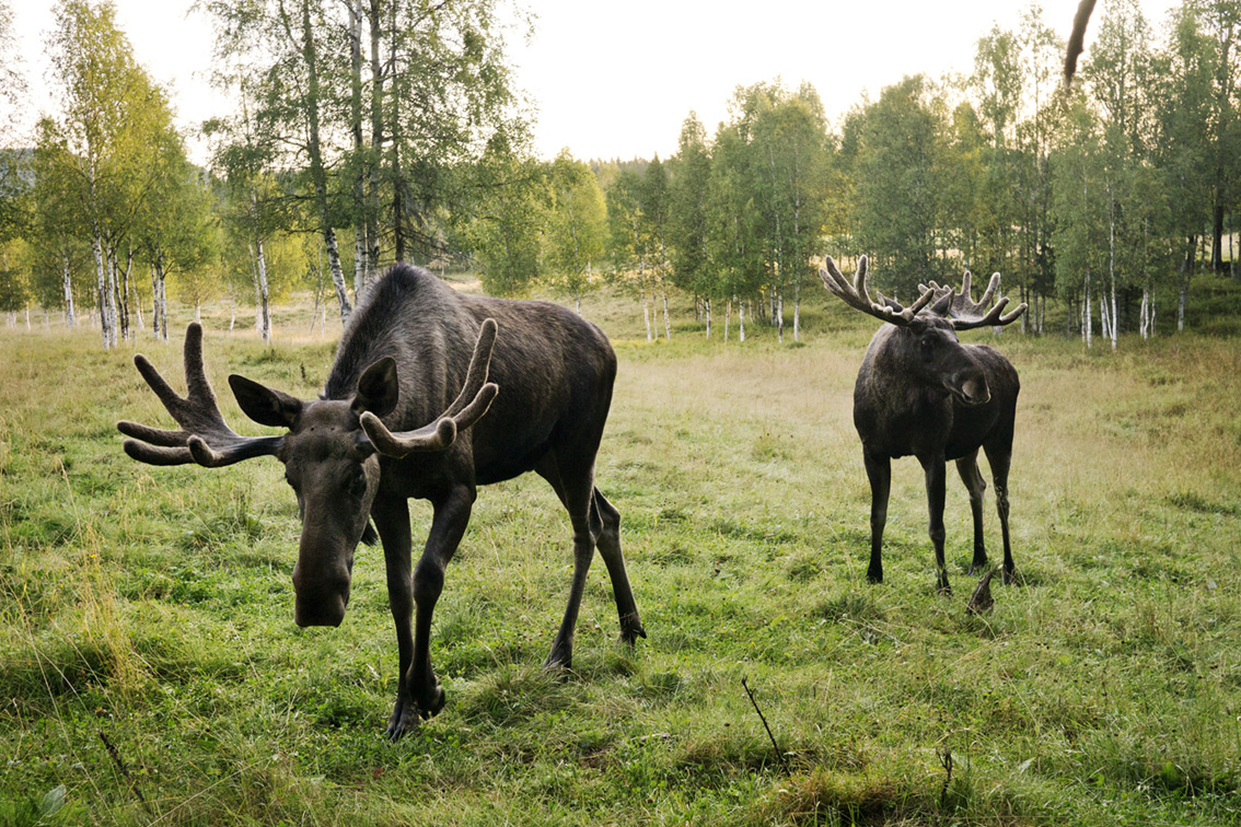 Sweden’s zoological superstar