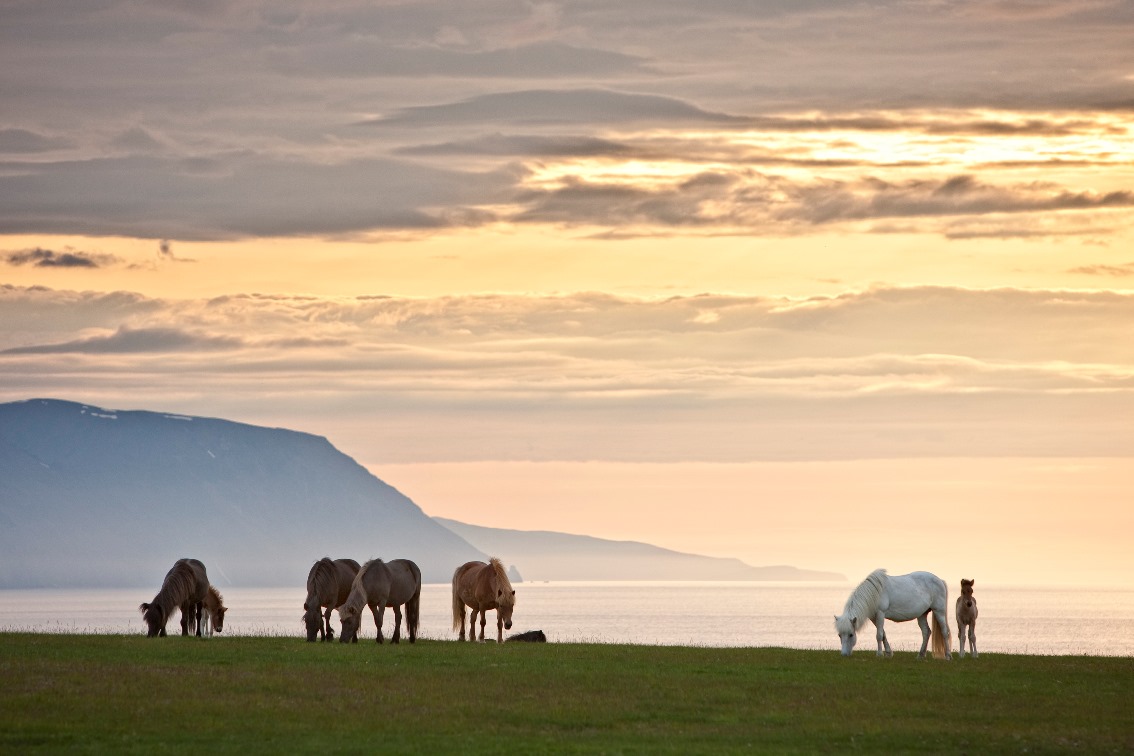 Islandpferde bei Husavik