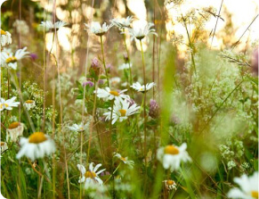 Schwedische Blumengrüße © imagebank.sweden.se