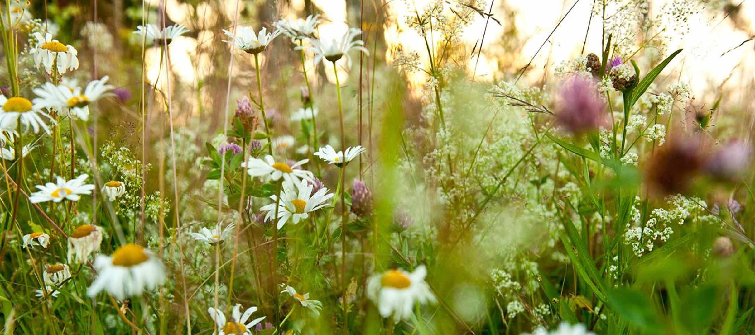 @ Copyright info kommt hier