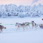 Hundeschlitten © Wilderness Hotel Juutua
