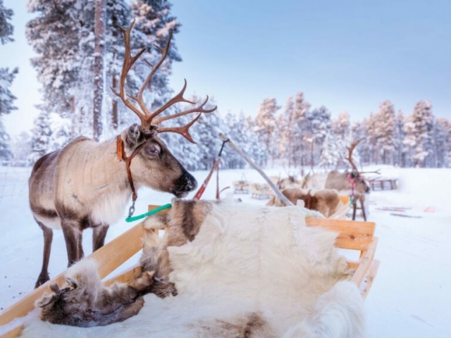 Rentierschlitten © Wilderness Hotel Juutua