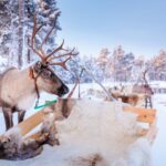 Rentierschlitten © Wilderness Hotel Juutua