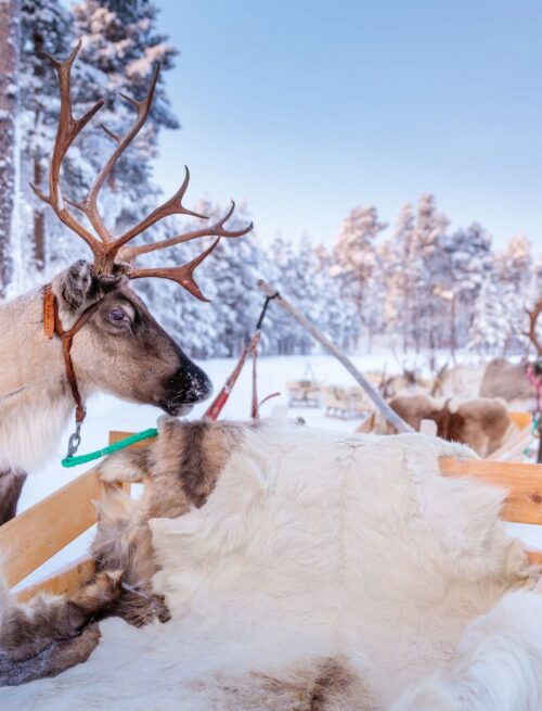 Lappland Komfort: Winterabenteuer & Nordlichter in Inari