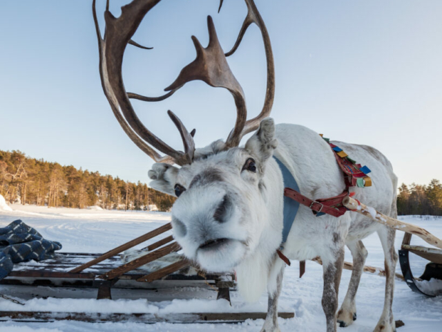 Rentier-Safari ©Visit Inari