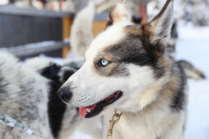 © Visit Finland, Harri Tarvainen