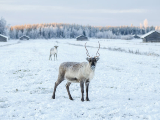 Rentier Finnland ©Marko Junttila / Vastavalo, Visit Finland