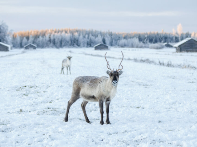 Rentier Finnland ©Marko Junttila / Vastavalo, Visit Finland