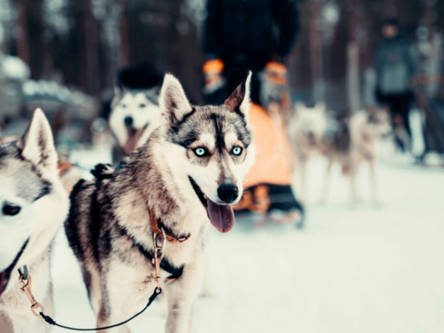 ©Polar Lights Tours