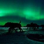 Hundeschlittentour unter Nordlichtern © Camp Ripan