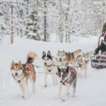 Husky-Safari ©Polar Lights Tours