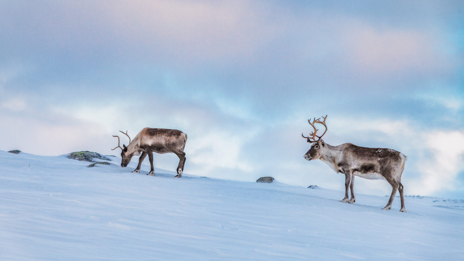 Two Reindeer ©Thomas Kast