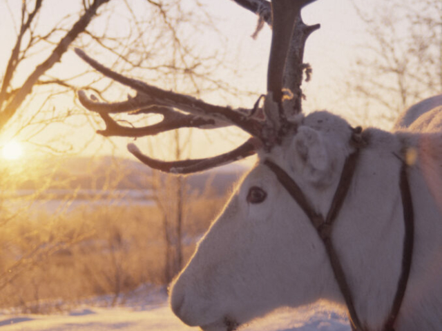 Rentier Finnland ©Visit Finland