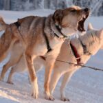 ©Polar Lights Tours