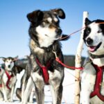 Schlittenhunde im Schnee ©Martin Smedsen
