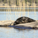 Ringelrobbe in der Sonne © Vastavalo/Teuvo Juvonen/Visit Finland