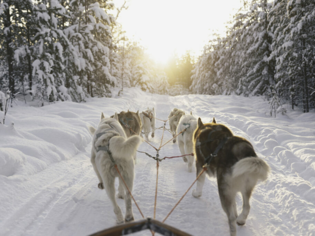 Hundeschlittentour © Granö Beckasin