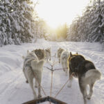 Hundeschlitten im verschneiten Wald © Granö Beckasin