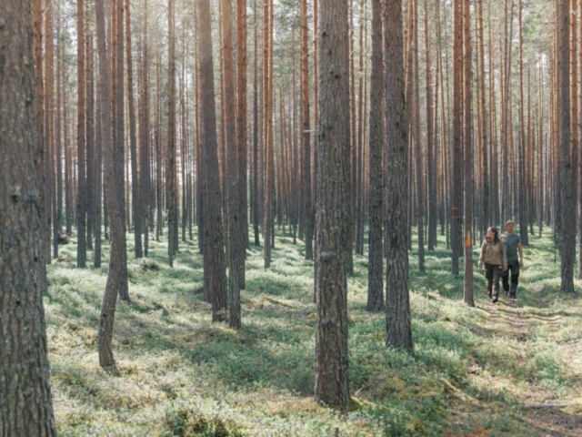 Herrliche Waldwege © Granö Beckasin