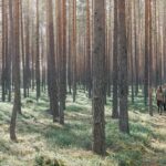 Herrliche Waldwege © Granö Beckasin