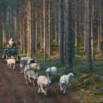 Huskytour auf Rädern der Lodge Granö Beckasin © Granö Beckasin