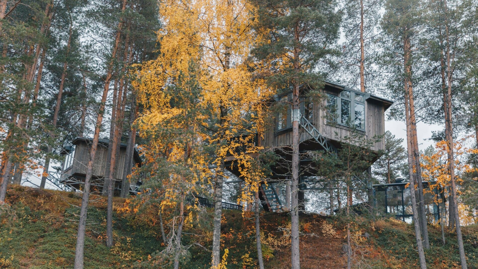 Vogelnest Baumhaus im herbstlichen Wald der Lodge Granö Beckasin © Granö Beckasin