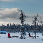 Unterwegs mit dem Hundeschlitten © Lotti Husky