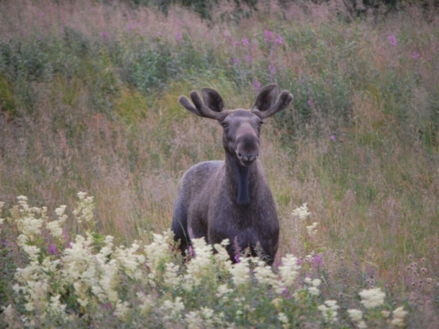 Elch in Wiesenlandschaft © Aha Lodge