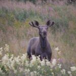 Elch in Wiesenlandschaft © Aha Lodge