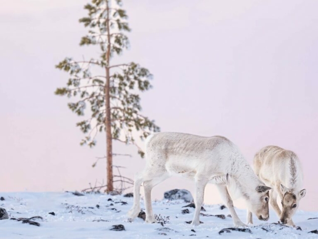 Rentiere in winterlicher Landschaft © Destination Lapland Nivunki Village