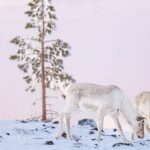 Rentiere in winterlicher Landschaft © Destination Lapland Nivunki Village