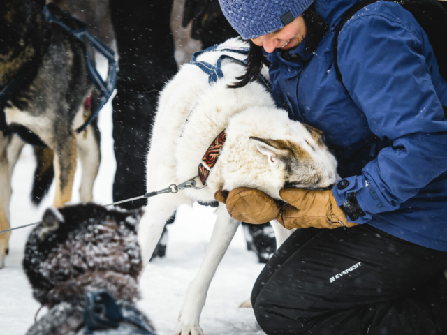 Besuch einer Huskyfarm © swedishlapland